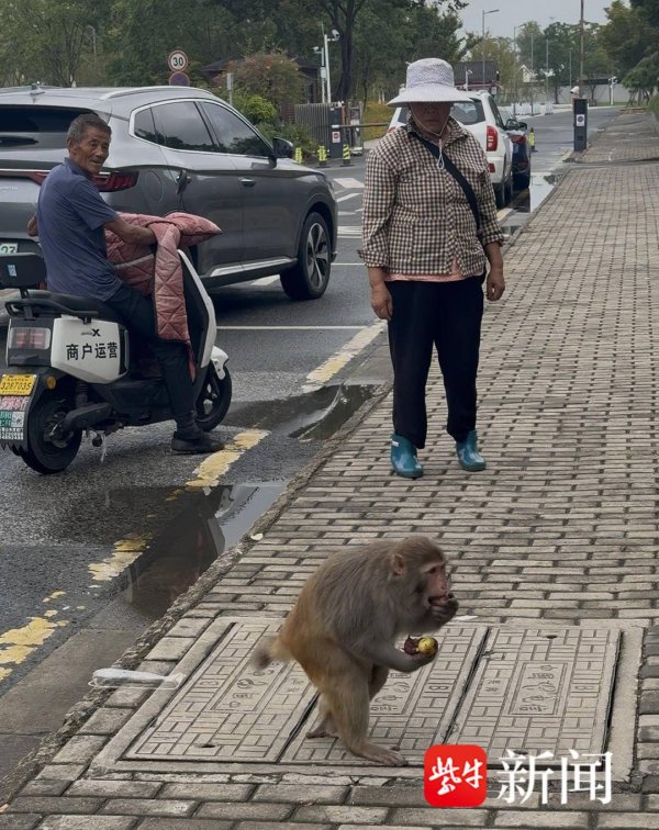 九游体育app娱乐成年猴则警惕地环视四周-九游会体育 ag九游会登录j9入口 j9九游会登录入口首页