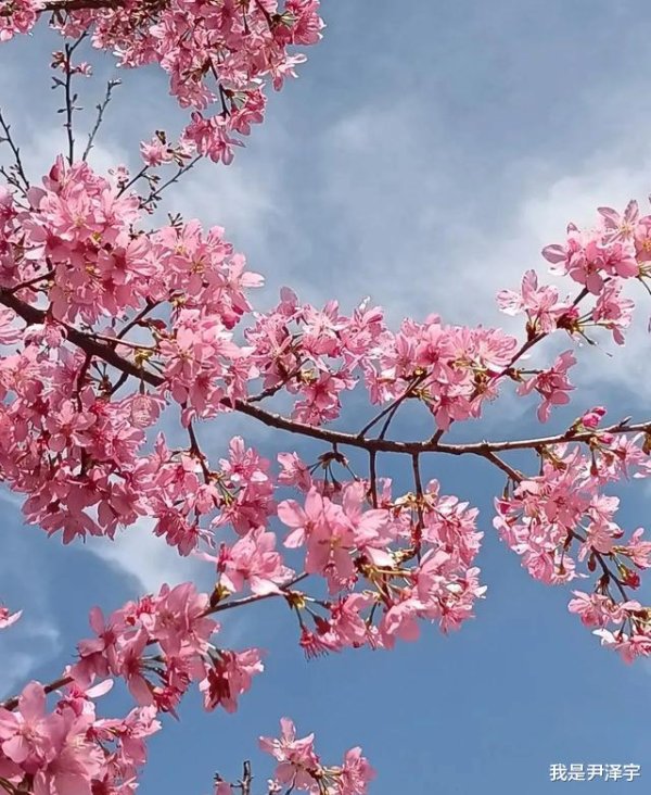 九游体育娱乐网这里与日本吉野山比拟-九游会体育 ag九游会登录j9入口 j9九游会登录入口首页